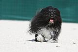 PETIT CHIEN LION 188